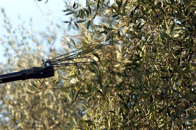 Raccolta delle olive